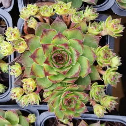 Joubarbe verte à pointe violacée 'Lusignan' (Sempervivum) — rosette charnue verte bordée de rouge en godet