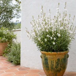 Gaura blanche compact 'Short form' (Gaura lindheimeri) — touffe fleurie en pot vernissé sur terrasse · Photo d'illustration