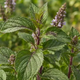 Menthe eau de cologne 'Eau de cologne' (Mentha × piperita) — tiges dressées avec épis floraux mauves · Photo d'illustration