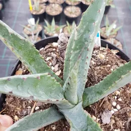 Agave d'amérique bleu 'Toliman blue' (Agave americana) — jeune plante succulente vert bleuté en pot noir · Pot 2.5L