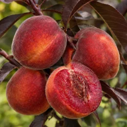 Pêcher pourpre 'Rubira' (Prunus persica) — fruits rouges duveteux sur rameau, gros plan · Photo d'illustration