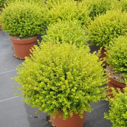 Chèvrefeuille boule à feuilles de buis 'Panmin' (Lonicera nitida) — touffes arrondies au feuillage vert vif en pot · Pot 3L Touffe