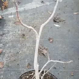 Figuier 'Rouge de bordeaux' (Ficus carica) — jeune arbuste caduc en pot plastique noir · Pot 3L