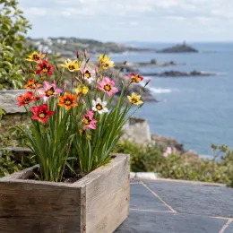 Fleur arlequin 'Mélange' (Sparaxis tricolor) — fleurs colorées en pot devant un paysage côtier · Photo d'illustration
