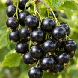 Casseillier josta 'Josta' (Ribes × nidigrolaria) — grappe de petits fruits noirs brillants mûrs · Photo d'illustration