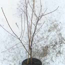 Pêcher pourpre 'Rubira' (Prunus persica) — jeune arbuste sans feuilles en pot noir · Pot 8L Touffe