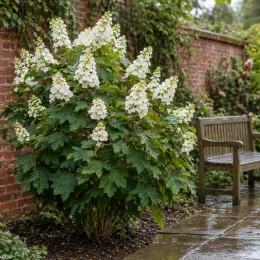 Hydrangea à feuilles de chêne 'Snow queen' (Hydrangea quercifolia) — arbuste fleuri près d’un banc de jardin · Photo d'illustration