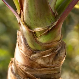 Cordyline 'Red heart' (Cordyline indivisa) — gros plan sur tronc fibreux de plante