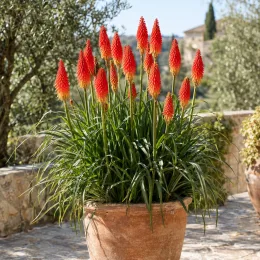 Kniphofia 'Red® tnknipr' — touffe dense en pot avec épis floraux rouges