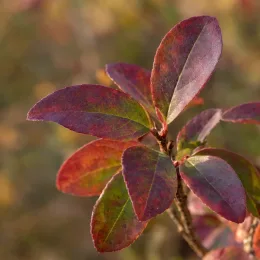 Forsythia rose de corée 'Roseum' (Abeliophyllum distichum) — gros plan sur feuillage rouge violacé · Photo d'illustration