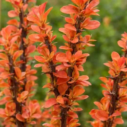 Épine-vinette de thunberg 'Orange rocket' (Berberis thunbergii) — gros plan sur rameaux dressés au feuillage orangé · Photo d'illustration
