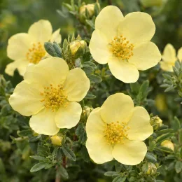 Potentille jaune clair 'Arbuscula' (Potentilla fructicosa) — fleurs jaunes ouvertes sur feuillage vert dense · Photo d'illustration