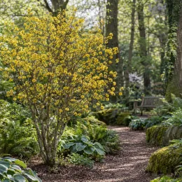 Cornouiller mâle à gros fruits 'Golden glory' (Cornus mas) — arbuste fleuri bordant un sentier de jardin · Photo d'illustration