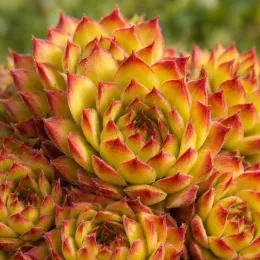 Joubarbe à rosette jaune orangé 'Gold nugget' (Sempervivum) — rosettes charnues jaune vif aux pointes rouges · Photo d'illustration