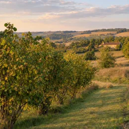 Noisetier 'coxford' 'Cosford' (Corylus avellana) — rangées d'arbustes fruitiers dans un paysage vallonné · Photo d'illustration