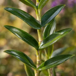 Orchidée (Epidendrum) — tige dressée avec feuilles vertes brillantes · Photo d'illustration