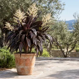 Cordyline 'Obtecta superstar' (Cordyline australis) — plante graphique en pot sur terrasse ensoleillée