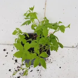 Herbe de l'immortalité (Gynostemma pentaphyllum) — jeune plant vert dans petit conteneur plastique · Godet