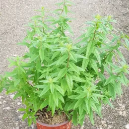 Verveine citronnelle (Aloysia citriodora) — arbuste feuillu vert en pot sur graviers · Pot 2.5L