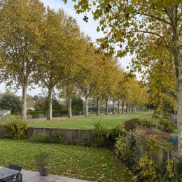 Platane d'orient à feuilles en coins 'Var. cuneata' (Platanus orientalis) — alignement d'arbres caducs bordant une pelouse · Photo d'illustration