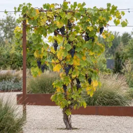 Cépage noir 'Pinot noir' cl115' (Vitis vinifera) — pied de vigne palissé avec grappes de raisin · Photo d'illustration