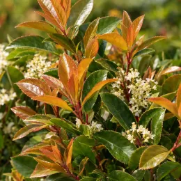 Laurier du portugal 'Tico' (Prunus lusitanica) — feuillage lustré aux jeunes pousses rouges et fleurs blanches
