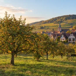 Pommier 'Reinette du normande' (Malus domestica) — verger d'arbres fruitiers devant village et vignes