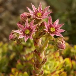 Joubarbe à rosette jaune orangé 'Gold nugget' (Sempervivum) — grappe de fleurs étoilées roses en gros plan · Photo d'illustration