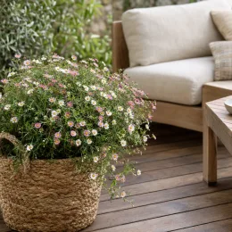 Erigeron 'Blutenmeer' (Erigeron karvinskianus) — plante fleurie en panier tressé sur terrasse · Photo d'illustration
