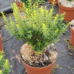 Troène de chine 'Eugene clive' (Ligustrum sinense) — jeune arbuste dense en pot de culture · Pot 3L Touffe