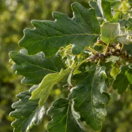 Chêne tauzin (Quercus toza) — gros plan de feuilles lobées sur branche · Photo d'illustration