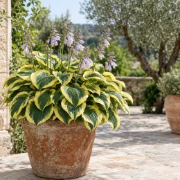 Lis plantain 'Twilight' (Hosta fortunei) — touffe dense au feuillage panaché et fleurs mauves · Photo d'illustration