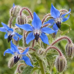 Bourrache officinale (Borago officinalis) — fleurs étoilées bleues et boutons velus