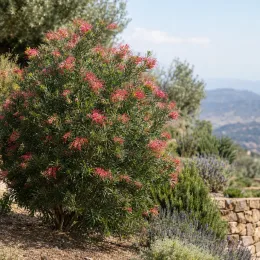 Grevillea (Grevillea rosmarinifolia) — grand arbuste fleuri sur talus de jardin