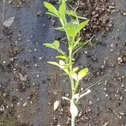 Oranger trifolié (Poncirus) — jeune plant vertical en pot de culture · Godet