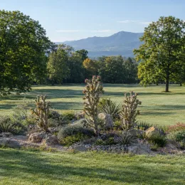 Cactée (Cylindropuntia spinosior) — massif de cactées et vivaces dans grand parc · Photo d'illustration