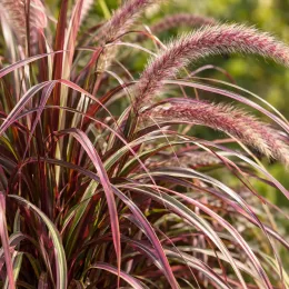 Herbe aux écouvillons pourpres 'Fireworks' (Pennisetum setaceum) — touffes de graminée aux épis plumeux pourpres