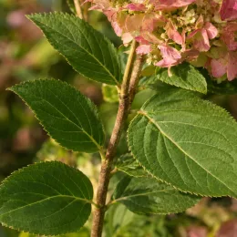 Hortensia paniculé 'Pink et rose' (Hydrangea paniculata) — gros plan de panicules florales roses et feuillage