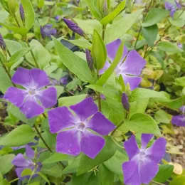 Grande pervenche (Vinca major) — fleurs violettes et feuillage vert en gros plan · Pot 3L