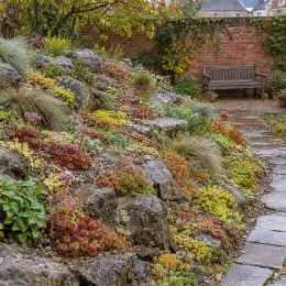 Joubarbe autumn apple 'Chick charms autumn apple' (Sempervivum) — massif de plantes couvre-sol sur rocaille humide · Photo d'illustration