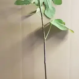 Figuier 'Castle kennedy' (Ficus carica) — jeune plant élancé avec quelques grandes feuilles · Pot 1.5L