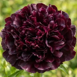 Pivoine 'Black panther' (Paeonia lactiflora) — gros plan sur une fleur sombre