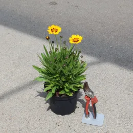 Coréopsis à grandes fleurs 'Sunfire' (Coreopsis grandiflora) — plante fleurie en pot avec sécateur à côté · Pot 2L