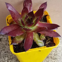 Joubarbe à rosette bordeaux 'Cranberry cocktail' (Sempervivum) — succulente à rosette bicolore dans pot jaune · Godet