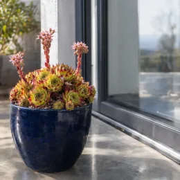 Joubarbe à rosette jaune orangé 'Gold nugget' (Sempervivum) — succulente en rosettes colorées sur terrasse ensoleillée · Photo d'illustration
