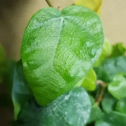 Figuier rampant (Ficus pumila) — gros plan sur une feuille vert vif texturée