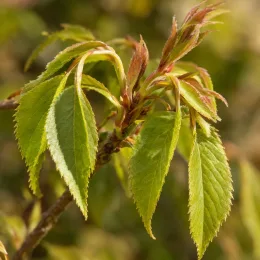 Stachyurus précoce (Stachyurus praecox) — jeunes feuilles dentées vertes aux pointes rougeâtres · Photo d'illustration