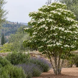 Cornouiller du japon 'Schmetterling' (Cornus kousa) — arbre fleuri isolé dans un jardin