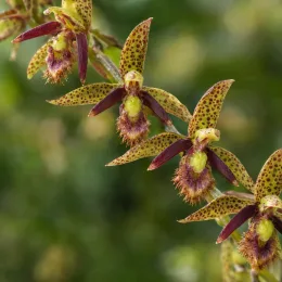 Orchidée (Bulbophyllum schinzianum) — grappes de petites fleurs tachetées originales · Photo d'illustration