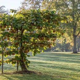 Kiwi 'Femelle' (Actinidia) — petit arbre palissé chargé de nombreux fruits bruns · Photo d'illustration